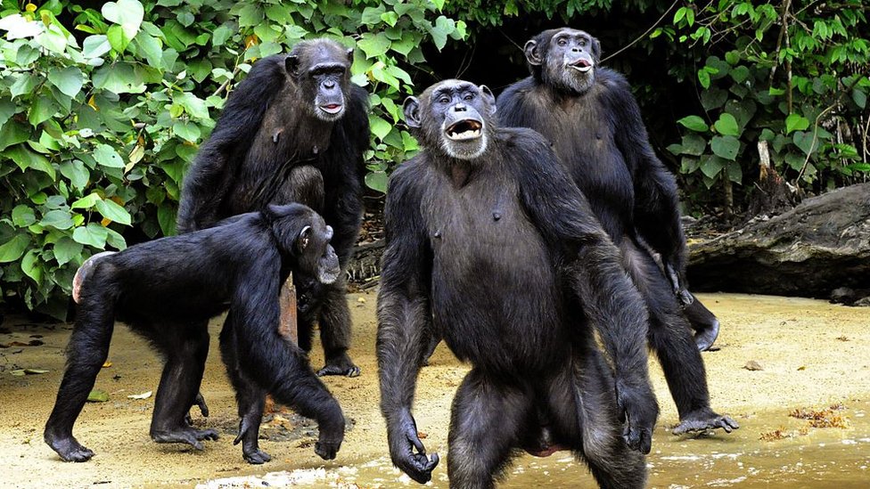 Chimpanzee Tracking