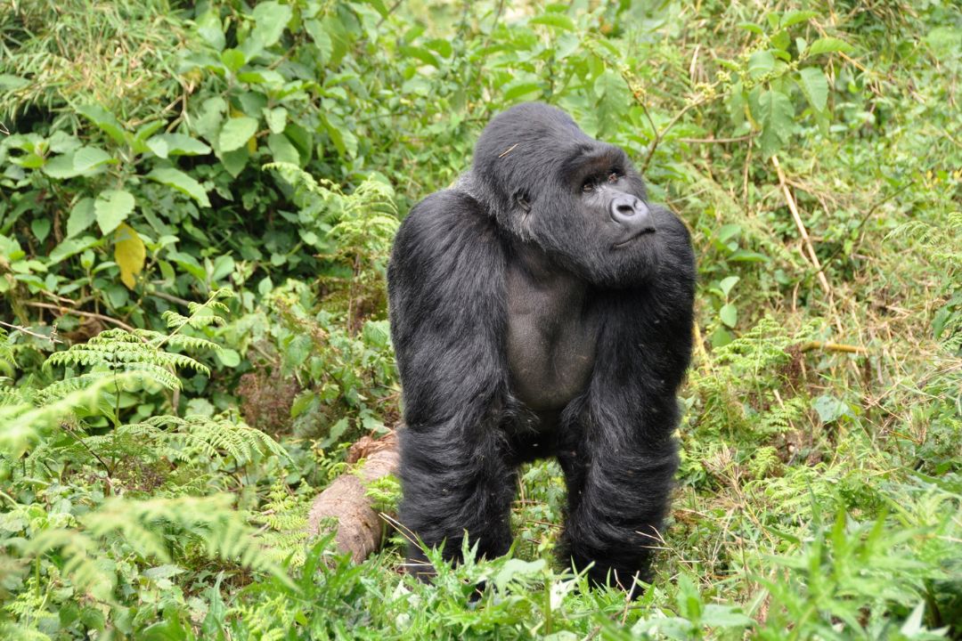 Mountain Gorilla Tracking