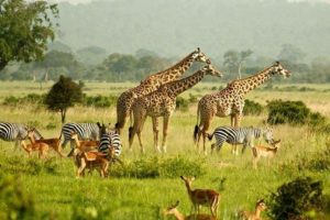 Murchison Falls Safari