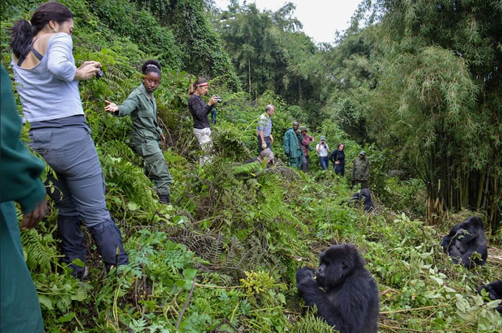 Gorilla Trekking in Rwanda