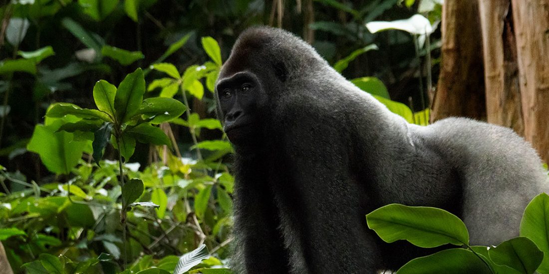 Congo Eastern Lowland Gorilla Trekking