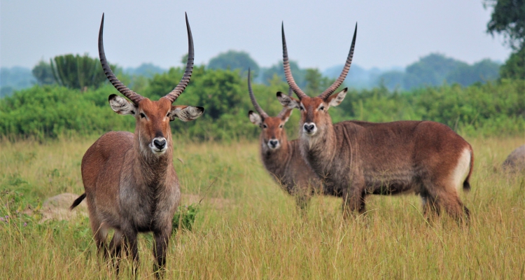 14 Days Uganda Safari